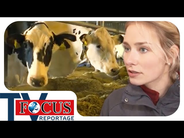 Milchbauern vor der Pleite! So zerstört der Discounter die Landwirtschaft | Focus TV Reportage