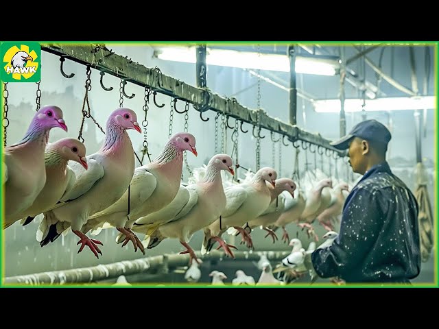 🕊️ How Farmers Raise and Process Millions of Pigeons | Processing Factory