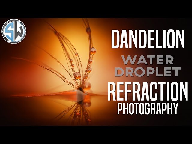 Dandelion Water Droplet Refraction Photography!