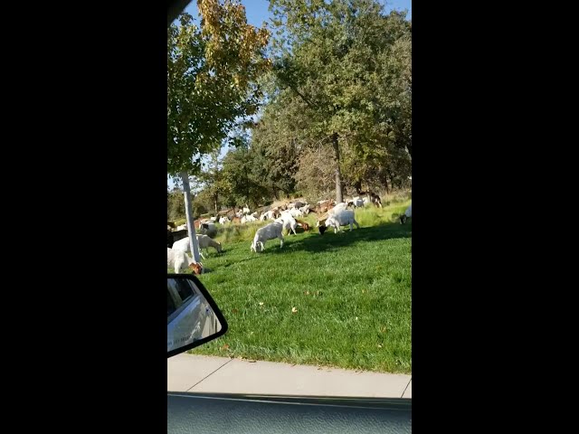 Goats Escape in Roseville