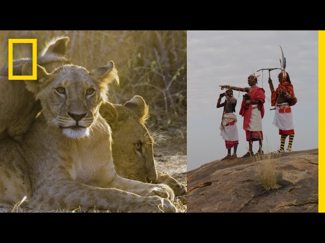 These Warriors Once Hunted Lions—Now They Protect Them | National Geographic