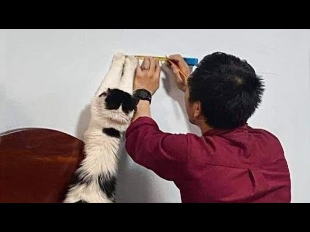 You need a hand, bro ? Funny and cute cat and owner videos