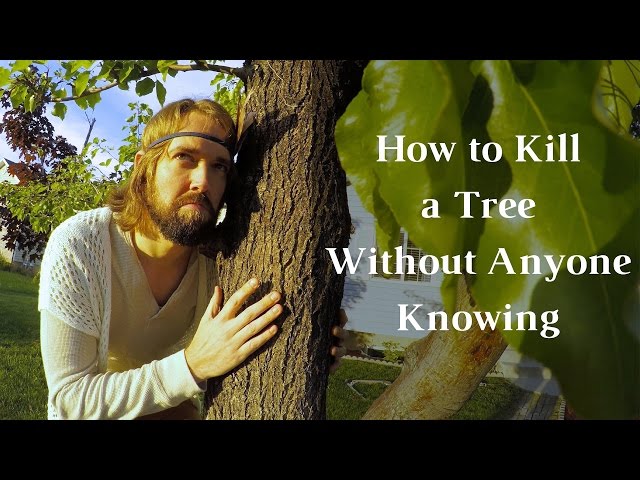 How To Kill A Tree Without Anyone Knowing - How To Kill A Tree - Journey To Sustainability