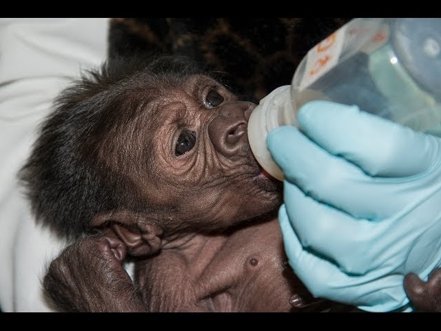 Baby Gorilla Reunited With Family
