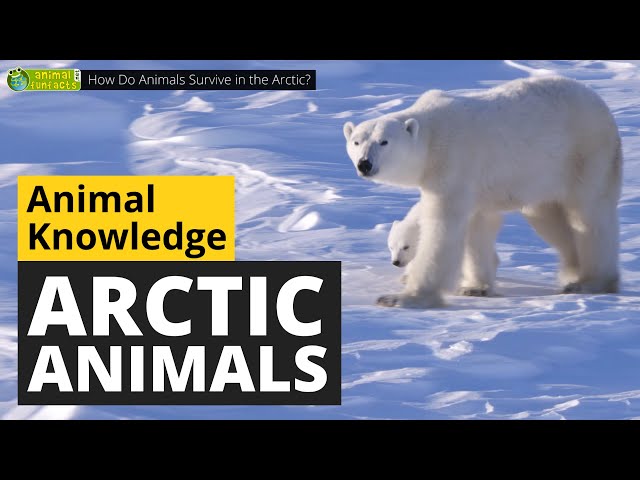 How Do Animals Survive in the Arctic? 🐻‍❄️ - Animals for Kids - Educational Video