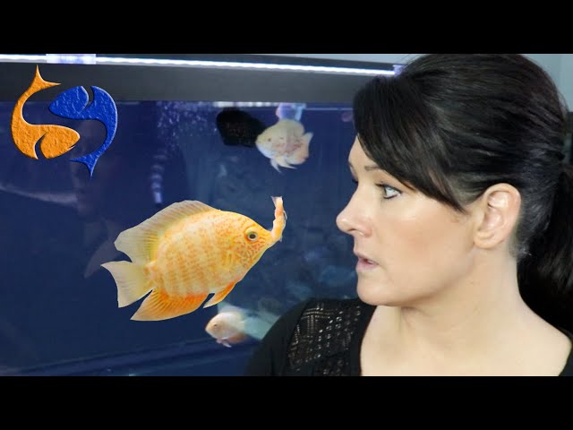 Feeding Aquarium Fish How Much And How Often? Don't Over Feed Fish! Fixing My Worst Video!