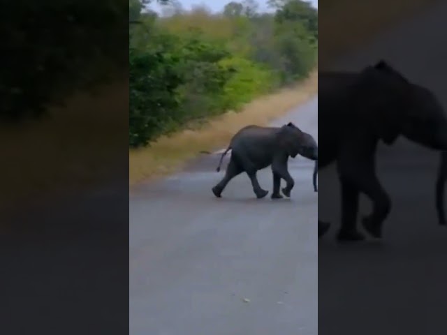OMG!! Lion Finds SMALL Lost ELEPHANT #intersting #elephant #baby #lion #fight