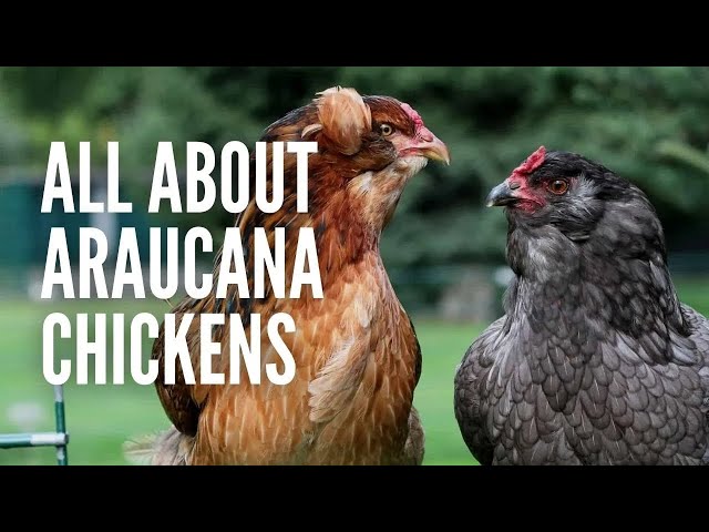 Araucana Chickens: All You Need to Know About Them