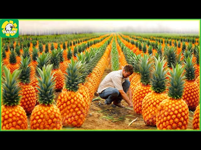 Farming Documentary 🍍 Harvest Pineapple - Modern Agriculture Machines That Are At Another Level