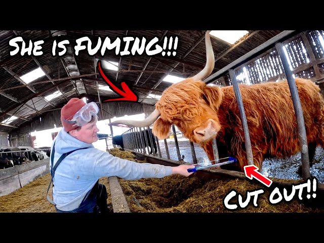 WHAT A NIGHTMARE... HIGHLAND CATTLE GET PROPERLY STUCK!!!