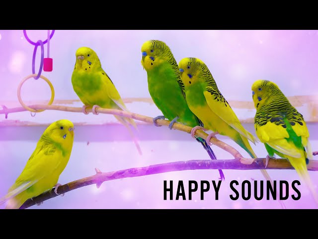 Budgie Noises to make them Dance 🌼
