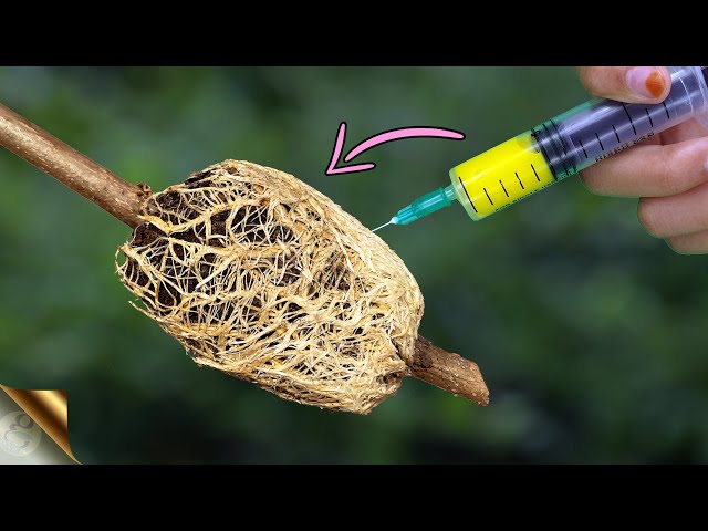 5 SECRET ROOTING TRICKS TO MULTIPLY DIFFICULT-TO-PROPAGATE PLANTS | AIR LAYERING FRUIT TREES