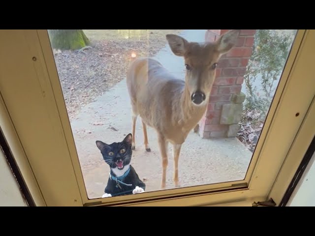 When your dog brings home new friends 🐱🤣 Funny cat videos 2024