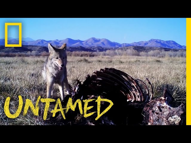 Coyotes Have One Mission: Food - Ep. 5 | Untamed with Filipe DeAndrade