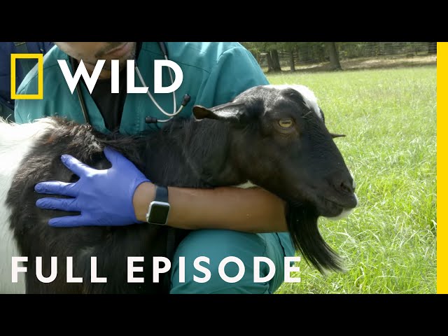 Fainting Goats and Little Bunnies (Full Episode) | Critter Fixers