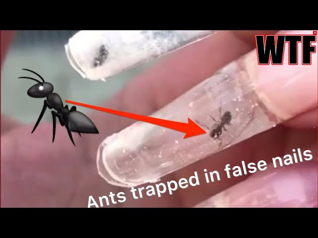 Ants in nails