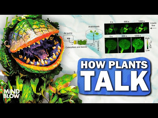 Plants WARN Each Other of Danger? - Mind Blow
