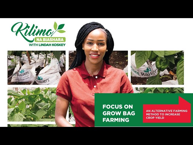 How Grow Bag Farming Can Revolutionize Your Gardening | Kilimo na Biashara