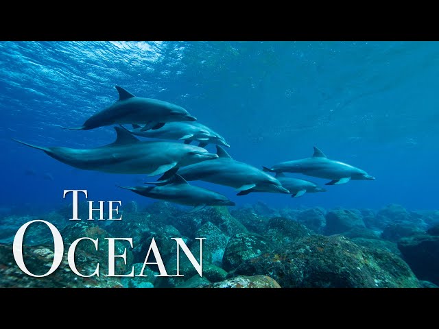 The Ocean 4K - Scenic Wildlife Film With Meditation Music, Relaxing Oceanscapes