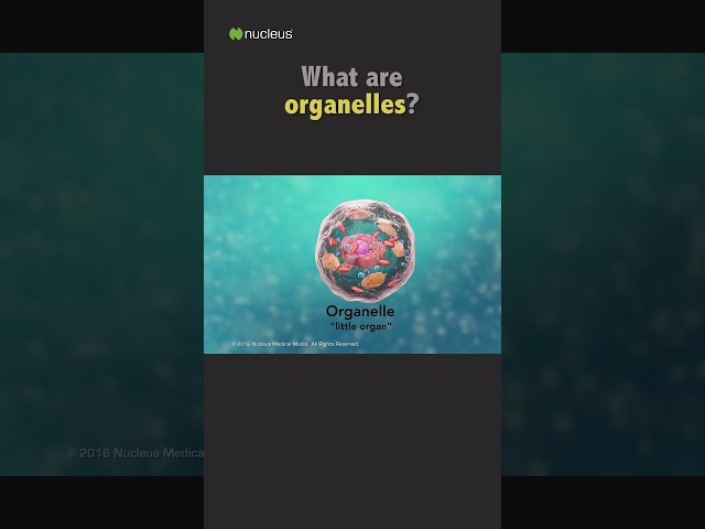 Biology Quiz: What are organelles?