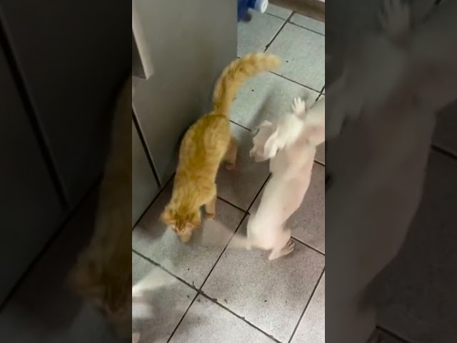 Funny Puppies Chase Cat Around House!