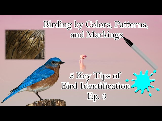 Birding by Colors, Patterns, and Markings | 5 Key Tips of Bird Identification Ep. 3