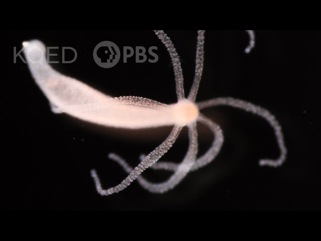 The Undying Hydra: A Freshwater Mini-Monster That Defies Aging | Deep Look