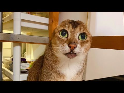 Viral Cat Videos - Interesting Pet Stories From Internet