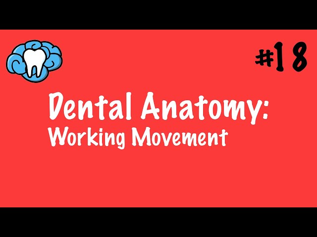 Dental Anatomy | Working Movement | INBDE