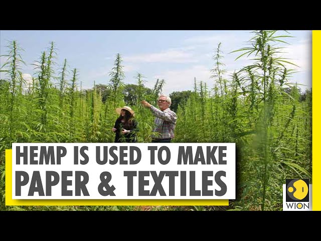 Hemp - The wonder plant | Growing hemp for a 'high' economy