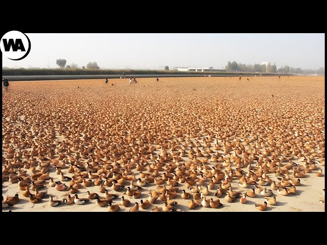 Why Don’t They Eat Millions of Ducks in China?