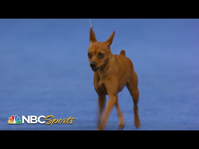National Dog Show 2023: Toy Group (Full Judging) | NBC Sports