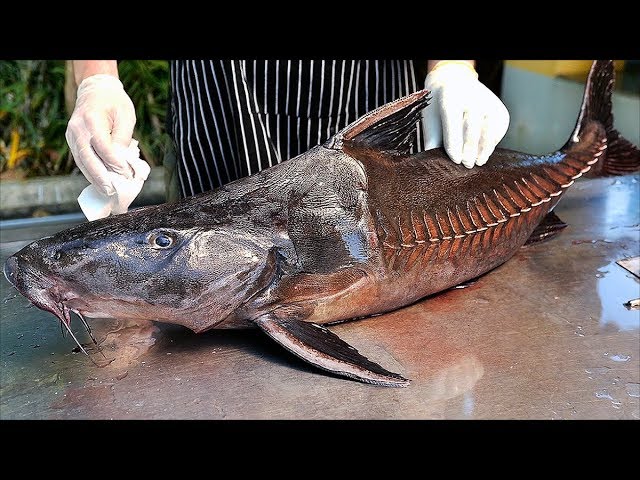 Bangkok Food - GIANT MONSTER FISH CURRY Thai Seafood Thailand