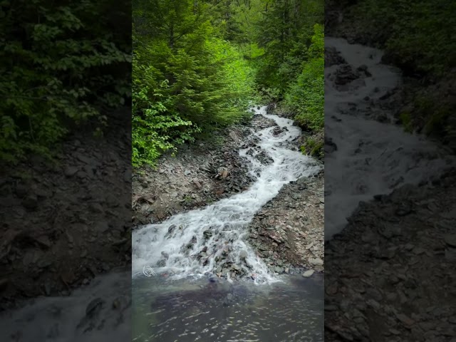 Rushing Water Sounds in Juneau | Relax to Calm Creek Ambience