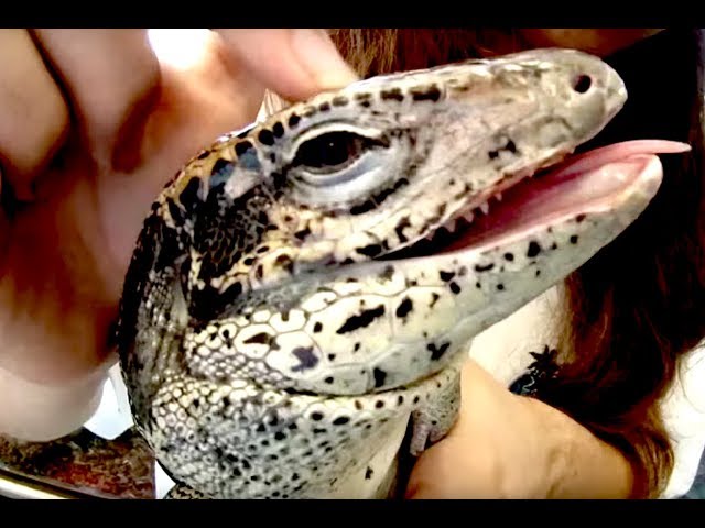 These Sweet Reptile Lovers Introduce Their Animals