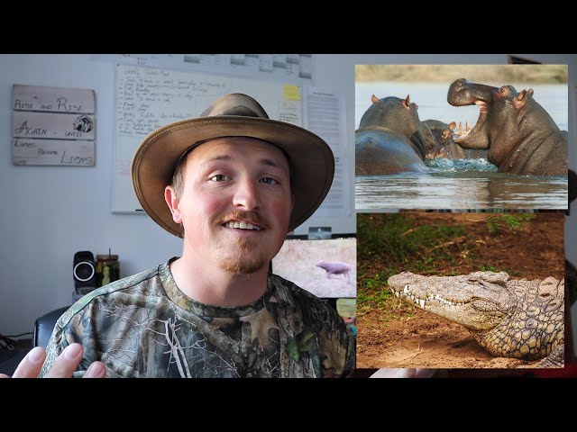 Do Hippos And Crocodiles Get Along? | Did You Know Thursday #12