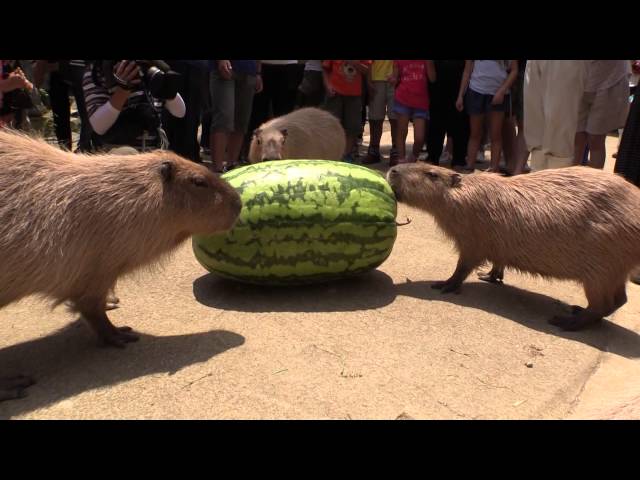 Capybara VS Huge watermelon 2014 in Nagasaki