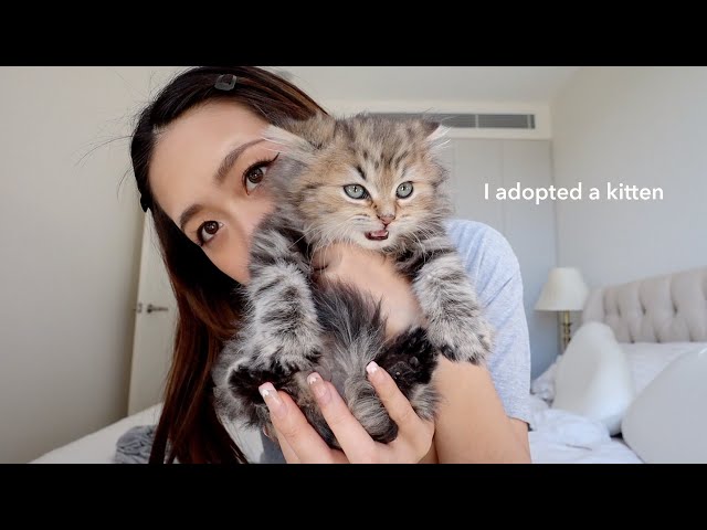 I adopted a kitten 🐱 first 24hrs at home