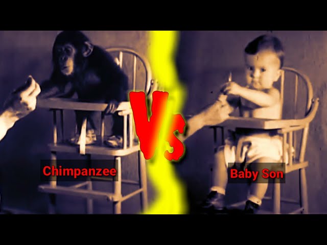 1931 में इंसान पर किया गया 9 महीनों तक चला एक mystery solved हैरतअगेंज experiment |chimpanzee vs kid