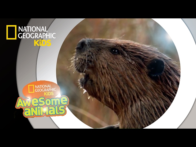 American Beaver | Awesome Animals