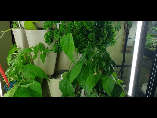 GreenStalk Hydroponic Tower “Awesome  Update”