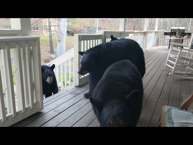 A Quick Drop-in by Four Black Bears on my Porch