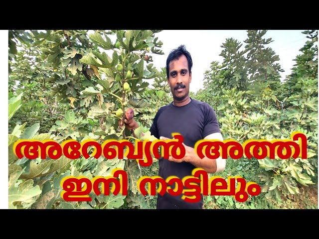 അറേബ്യൻ അത്തി നമുക്കും മുളപ്പിച്ചാലോ(how to growing Arabian fig in kerala)