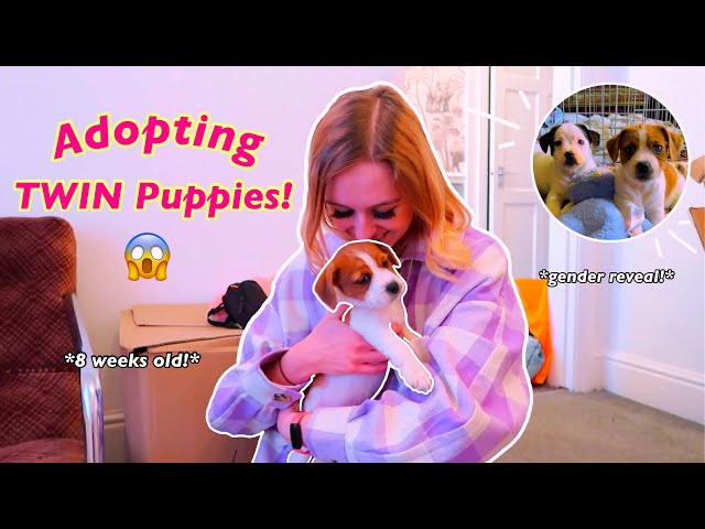 I'M GOING TO BE A MOM FOR THE FIRST TIME!😭❤️ (ADOPTING *TWIN* PUPPIES!!🥺) | Rhia Official♡