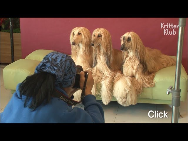 Take A Peek At Cool Modeling Dogs' Daily Routine | Kritter Klub