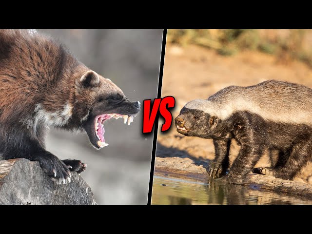 WOLVERINE VS HONEY BADGER - Which Is The Most Fearless?