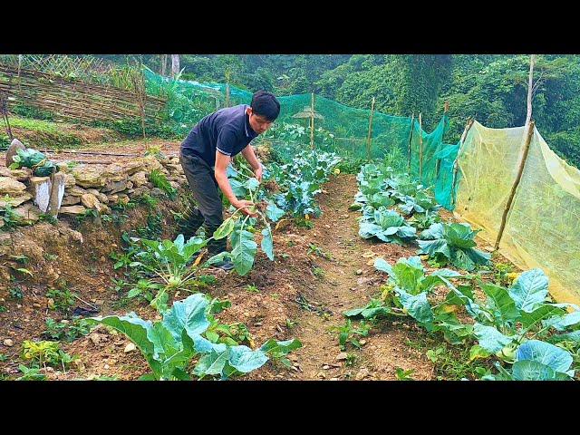 Harvest kohlrabi,  Make a nest for chickens to lay eggs, take care of pets. A peaceful day