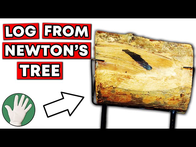 Log from Newton's Tree - Objectivity 122