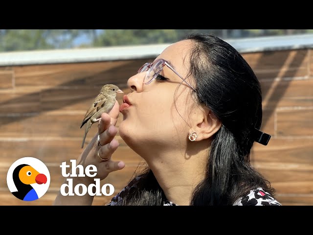 Tiny Rescue Bird Follows Her Mom Around Like A Dog | The Dodo
