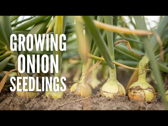 A Quick and Easy Guide to Growing Onion Seedlings